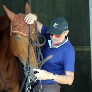 Un cavalier équipe son cheval