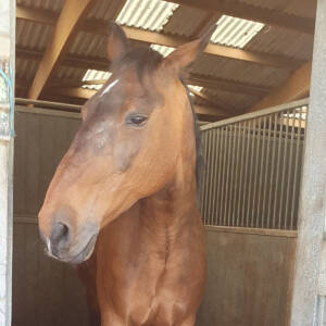 Cheval dans son boxe